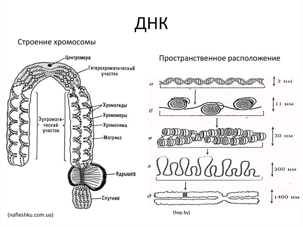 Строение хромосом днк. Строение хромосомы. Схематическое строение хромосомы. Строение ДНК И хромосом. Хромонема и ХРОМОМЕРА.