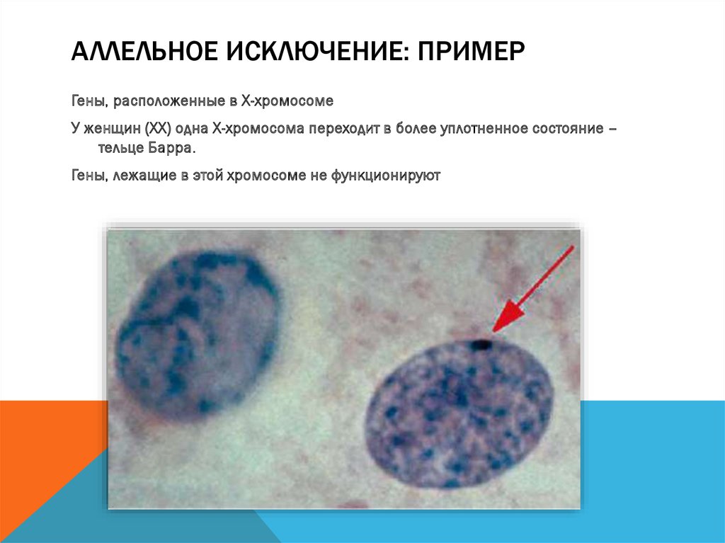 Тельце барра. Тельце Барра конденсированная х-хромосома. Таблица половой хроматин тельце Барра. Взаимодействие аллельных генов аллельное исключение.