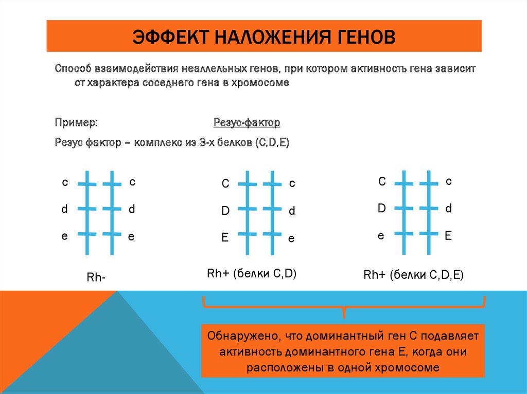 Эффект положения генов. Наследование резус фактора эффект положения. Пример эффект положения Гена. Эффект положения генов пример. Эффект положения в генетике примеры.