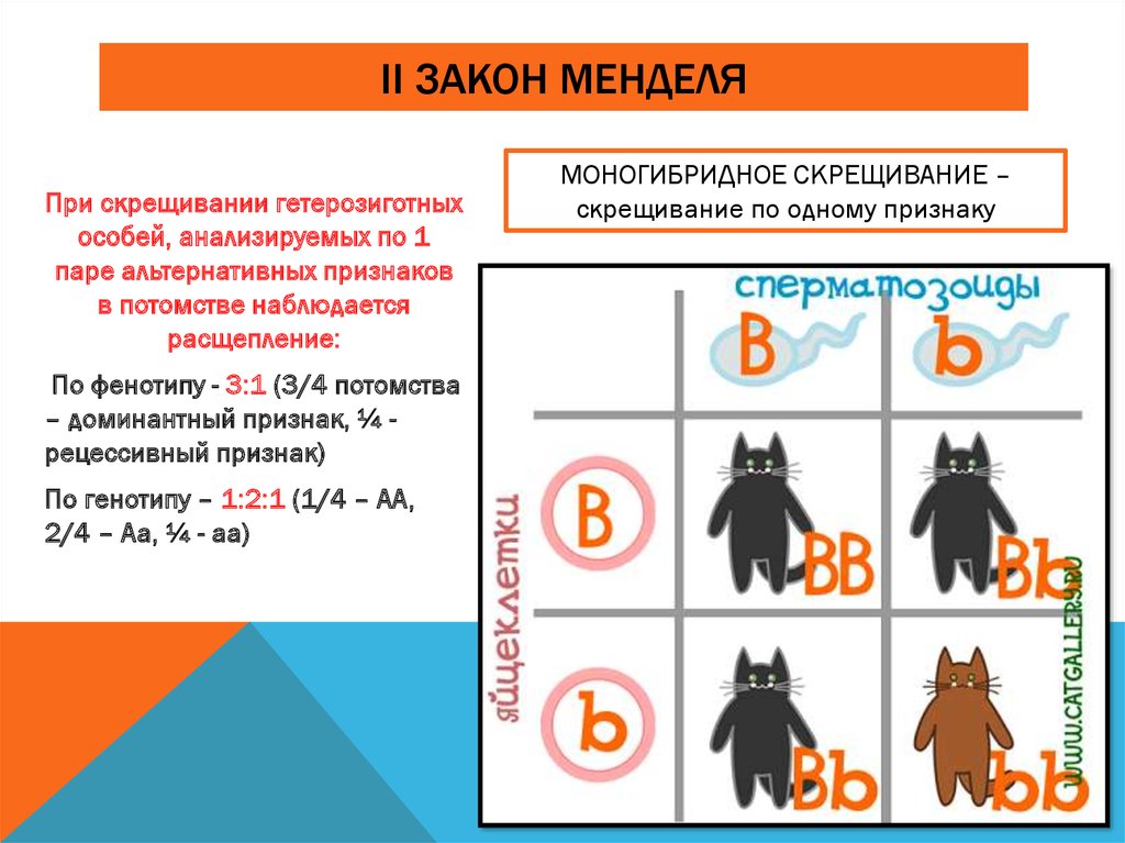 Биология законы менделя кратко и понятно