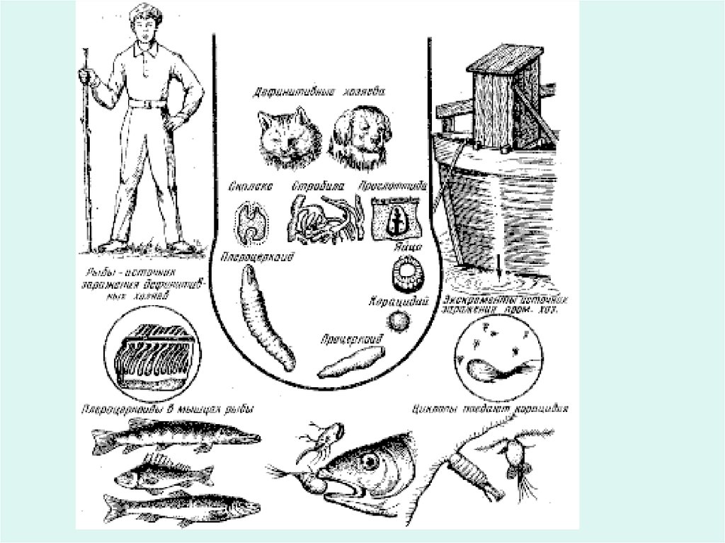 Промежуточный хозяин широкого лентеца. Дополнительный хозяин широкого лентеца. Пресноводные рыбы являются промежуточными хозяевами. Широкий лентец лечение схема. Дополнительным хозяином дифиллоботриоза а является.