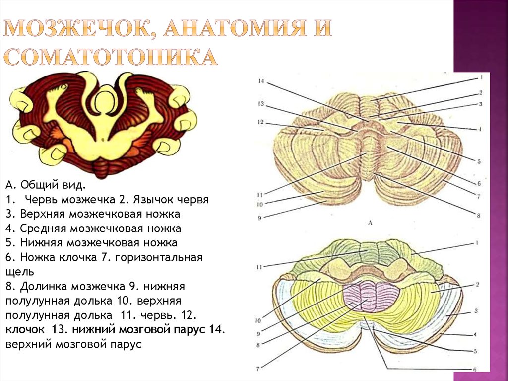 Мозжечок на схеме