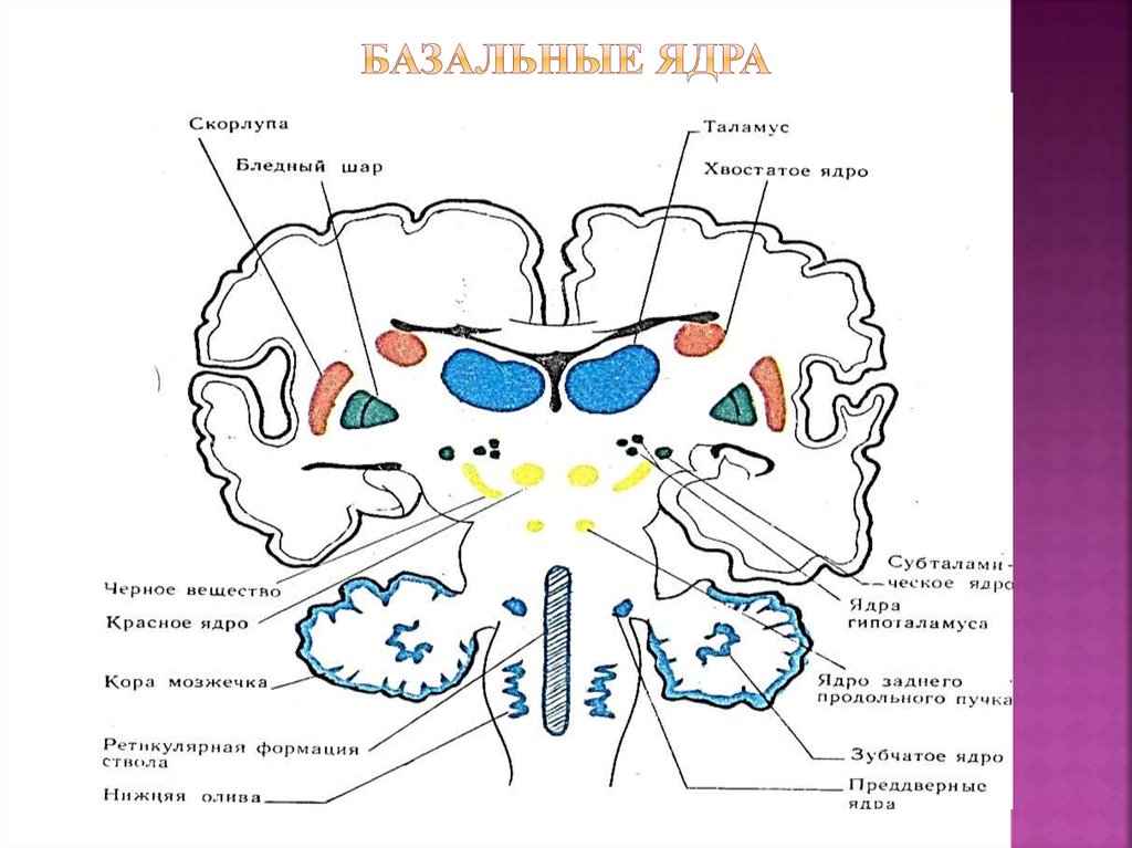 Ядра мозга образованы. Конечный мозг базальные ядра структуры. Базальные ядра конечного мозга схема. Базальные ядра головного мозга анатомия схема. Горизонтальный срез головного мозга базальные ядра.
