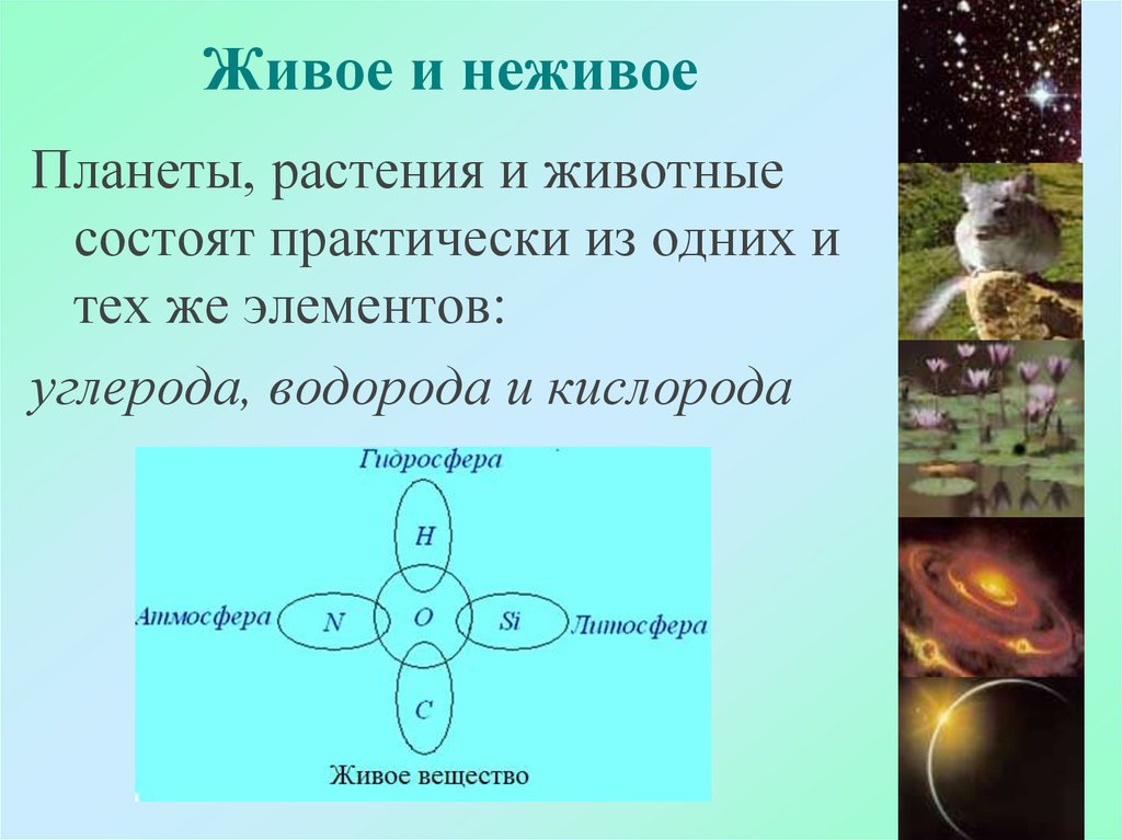 Атомы углерода водорода кислорода. Взаимодействие живого и неживого в биосфере. Живое и неживое вещество. Закономерности взаимодействия живого и неживого. Неживые системы это.