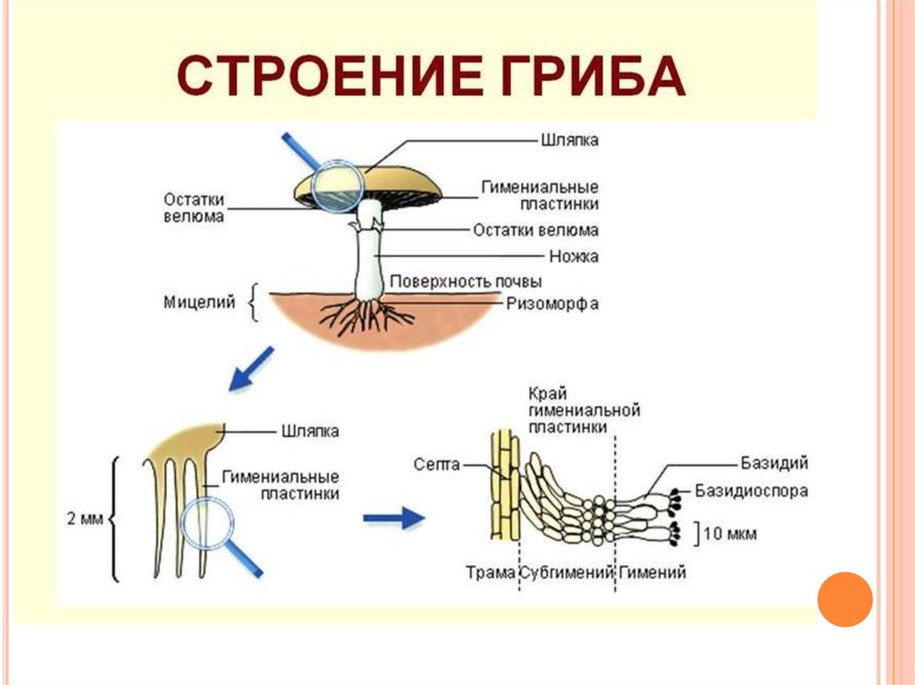 Строение гриба. Строение мицелия шляпочных грибов. Строение гриба схема ЕГЭ. Схема строения шампиньонов. Строение шляпочного гриба ЕГЭ.