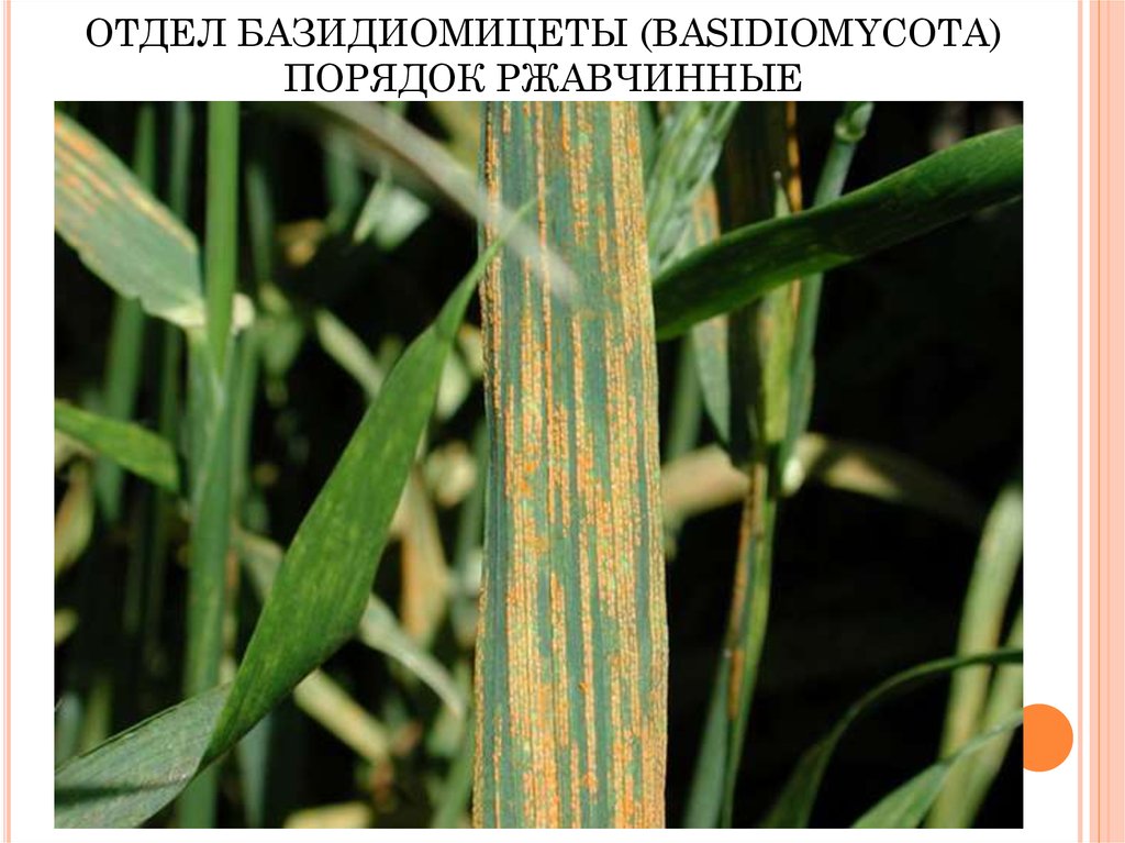 ОТДЕЛ БАЗИДИОМИЦЕТЫ (BASIDIOMYCOTA) ПОРЯДОК РЖАВЧИННЫЕ