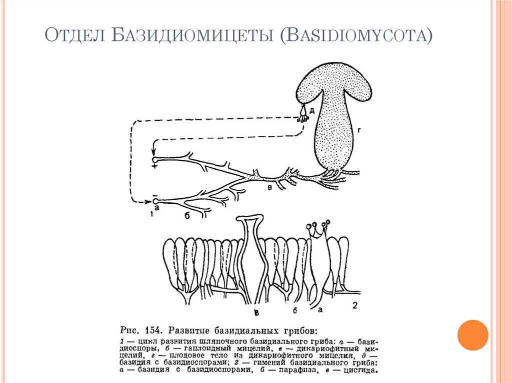 Жизненный цикл трутовика схема