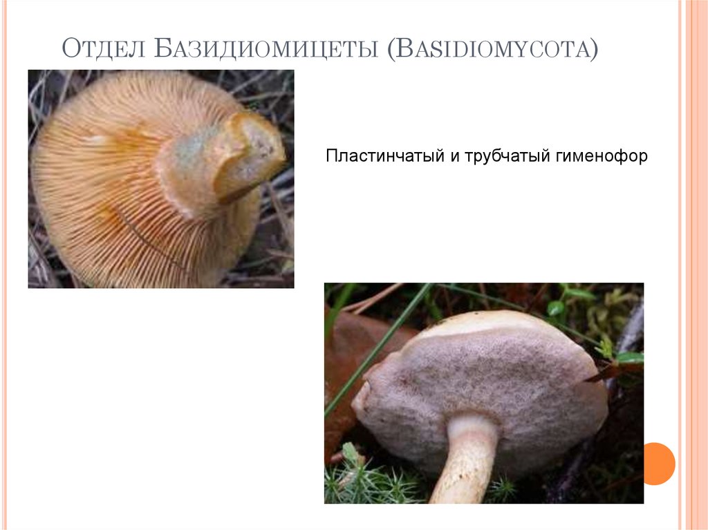 ОТДЕЛ БАЗИДИОМИЦЕТЫ (BASIDIOMYCOTA)