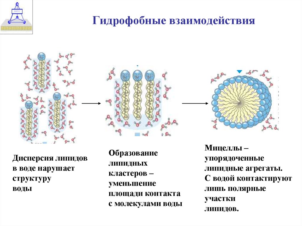 Гидрофобные связи белка. Гидрофобные межмолекулярные взаимодействия это. Гидрофобные взаимодействия в биоструктурах. Гидрофильные и гидрофобные липиды в мембране. Структура мицеллы липидов.