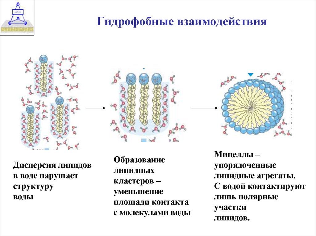 Гидрофобные молекулы. Гидрофильно гидрофобные взаимодействия. Гидрофобные межмолекулярные взаимодействия это. Гидрофобные и гидрофильные связи. Гидрофобные и гидрофильные липиды.