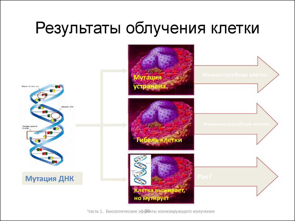 Влияние на клетку