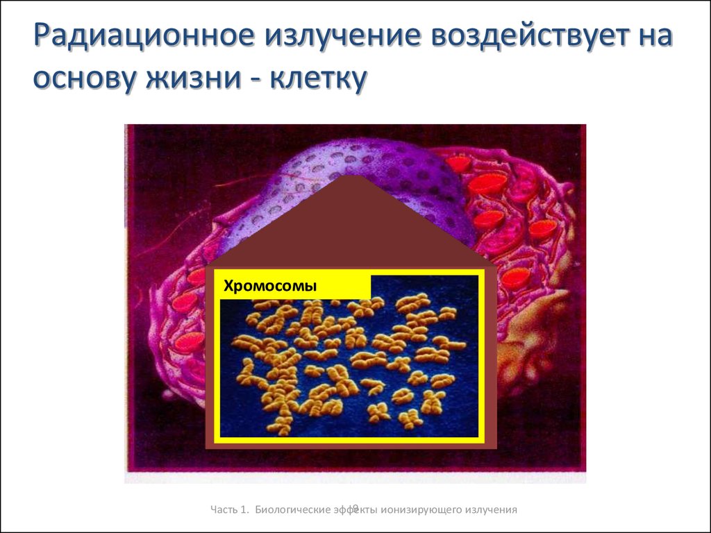 Радиация и хромосомы. Последствия радиоактивных излучений на клетку. Беккер радиоактивное излучение.