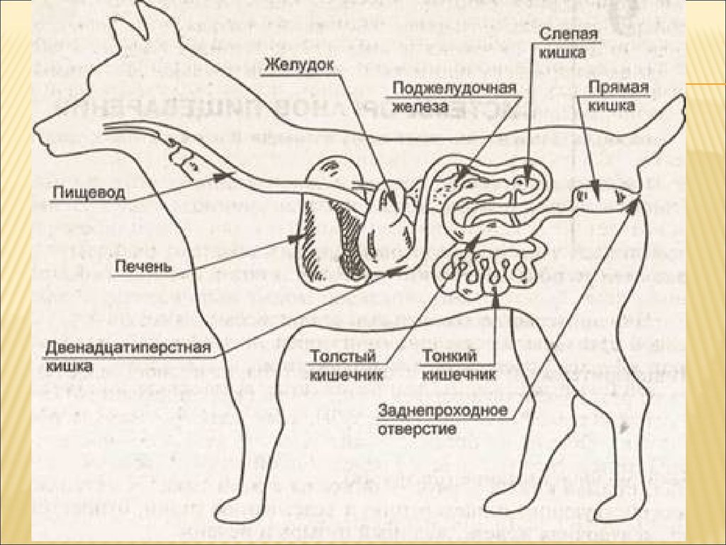 Слепой пищевод. Строение пищеварительной системы собаки. Пищеварение собаки схема. Система пищеварения собаки схема. Анатомия ЖКТ собаки.