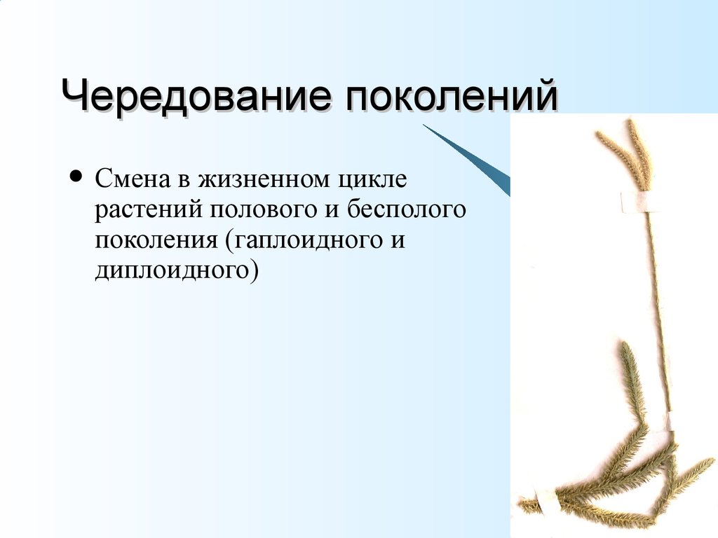 Чередование поколений. Чередование полового и бесполого поколений. Чередование диплоидного и гаплоидного поколения.