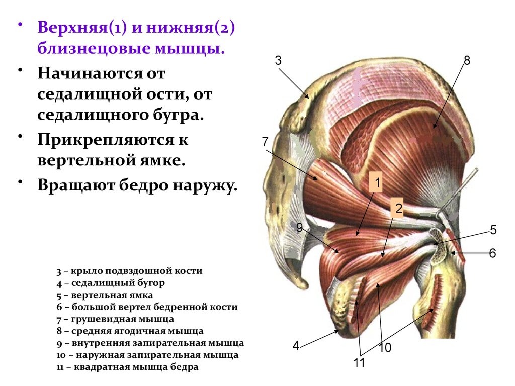 Наружная запирательная мышца бедра