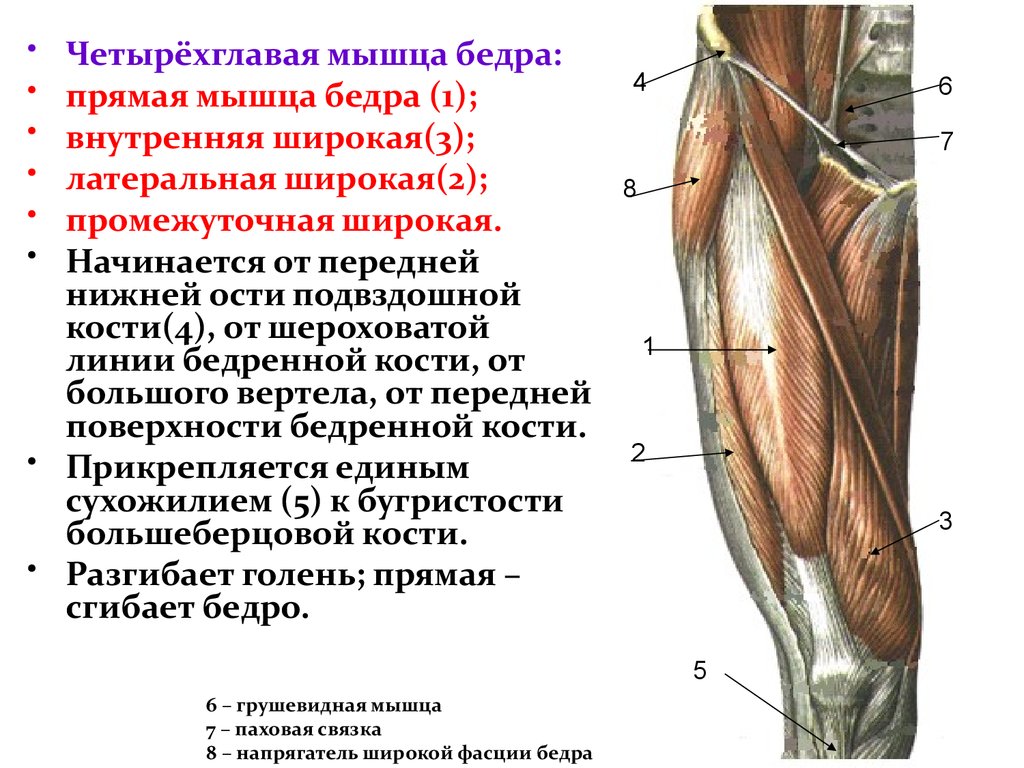 Мышцы в ляшках. Функции четырехглавой мышцы бедра функции. Четырехглавая мышца бедра (квадрицепс). Четырехглавая мышца бедра крепление. Мышца квадрицепс бедра анатомия.