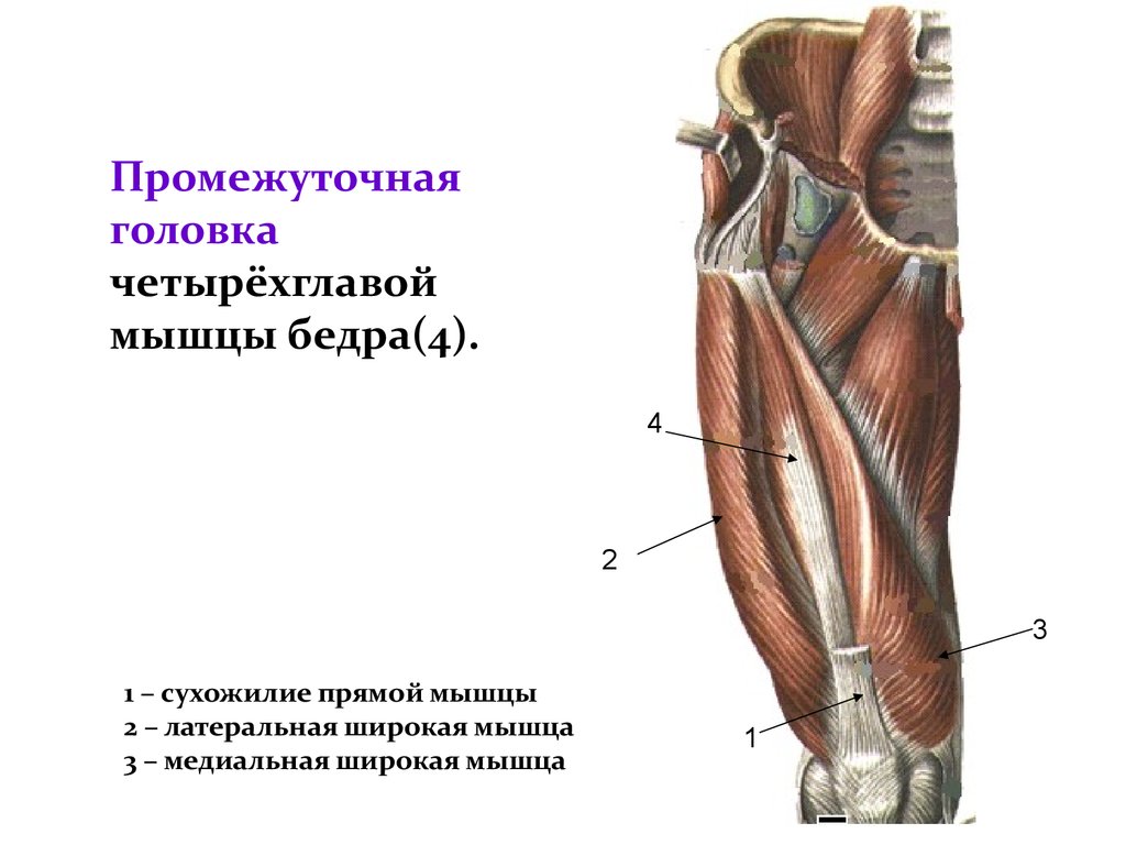 Медиальная широкая мышца бедра. Головки четырехглавой мышцы бедра. Промежуточная головка четырехглавой мышцы бедра. Четырехглавая мышца бедра анатомия функции. Мышцы четырехглавой мышцы бедра.