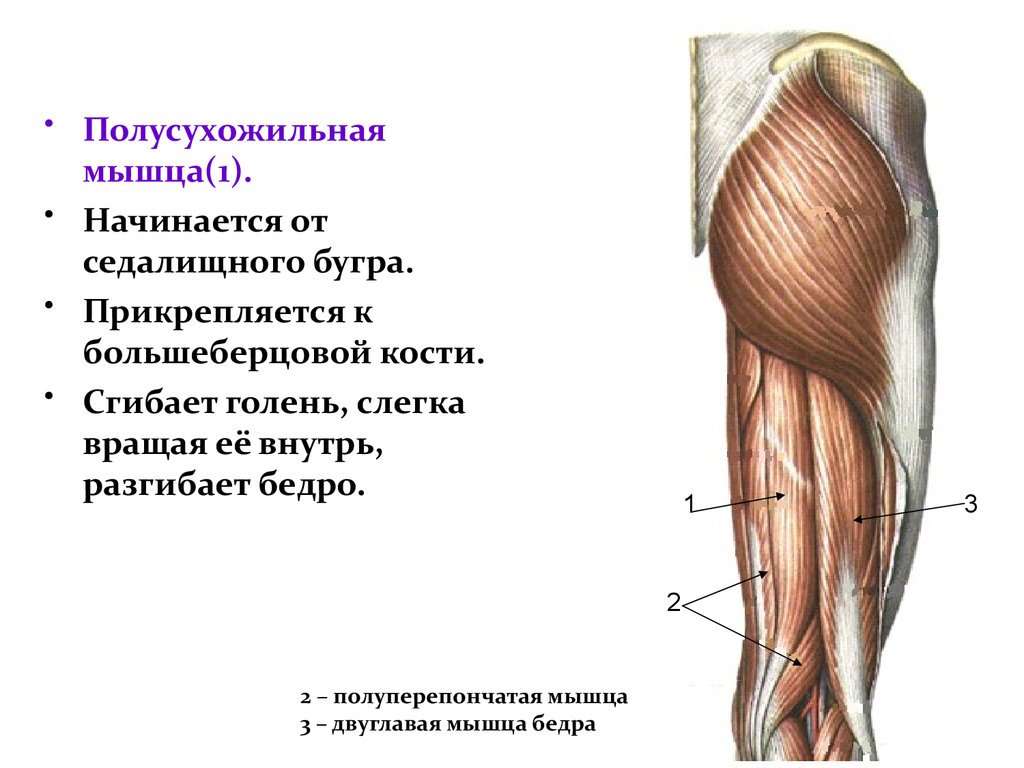 Седалищный бугор. Крепление двуглавой мышцы бедра. Бицепс бедра анатомия крепления. Бицепс бедра анатомия крепления функции. Короткая головка двуглавой мышцы бедра.