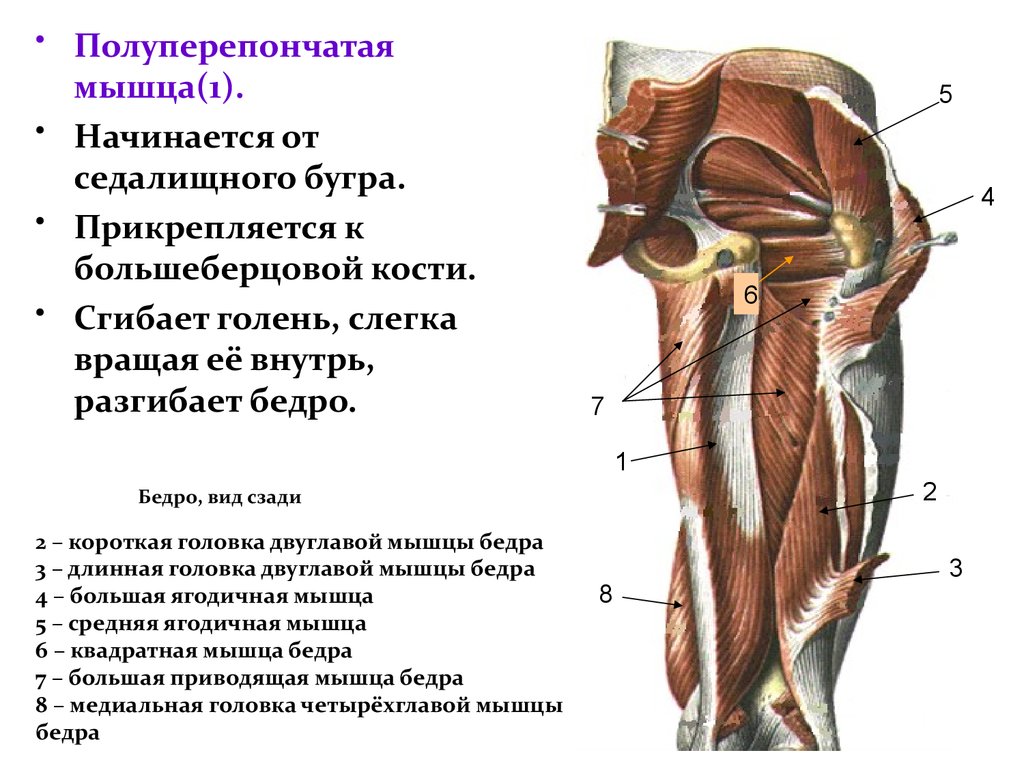 Седалищная мышца. Мышцы прикрепляющиеся к седалищной кости. Анатомия полуперепончатой мышцы. Полуперепончатая мышца бедра функции. Прикрепление полуперепончатой мышцы:.