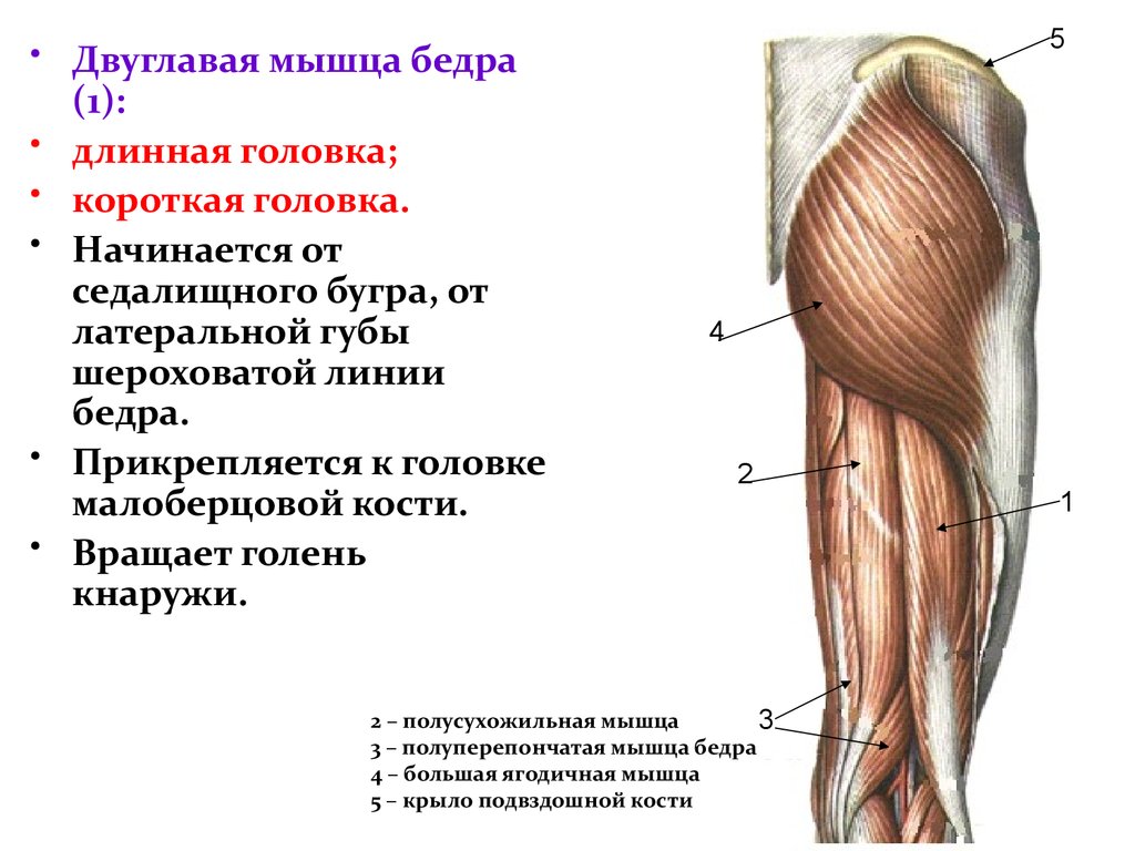 Задняя мышца. Двуглавая мышца бедра начало и прикрепление. Задняя двуглавая мышца бедра функции. Сухожилие длинной головки двуглавой мышцы. Бицепс бедра (двуглавая мышца бедра).