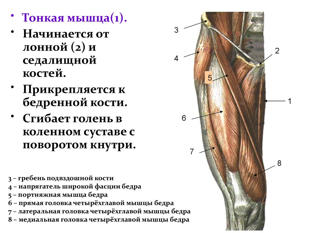 Мышцы и фасции бедра