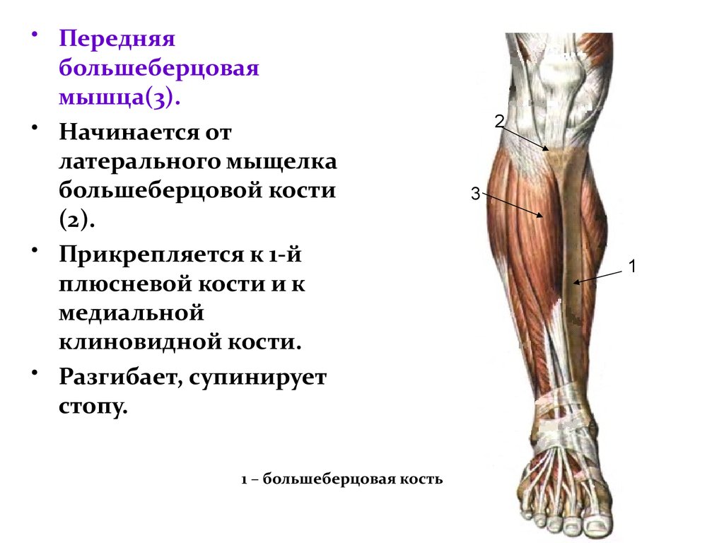 Мышцы голени анатомия картинки