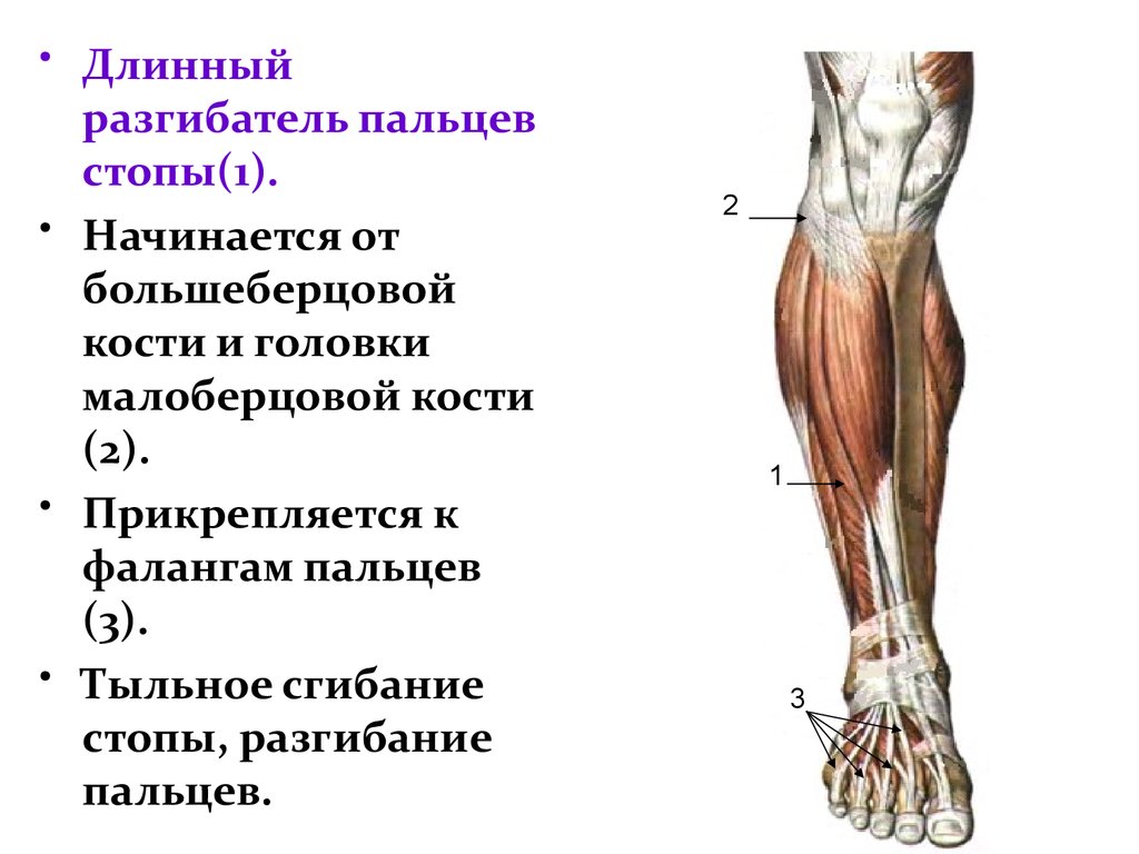 Большеберцовая мышца. Длинный разгибатель большого пальца голени. Длинный разгибатель пальцев мышца голени. Длинный разгибатель пальцев стопы анатомия. Сухожилие длинного разгибателя стопы.