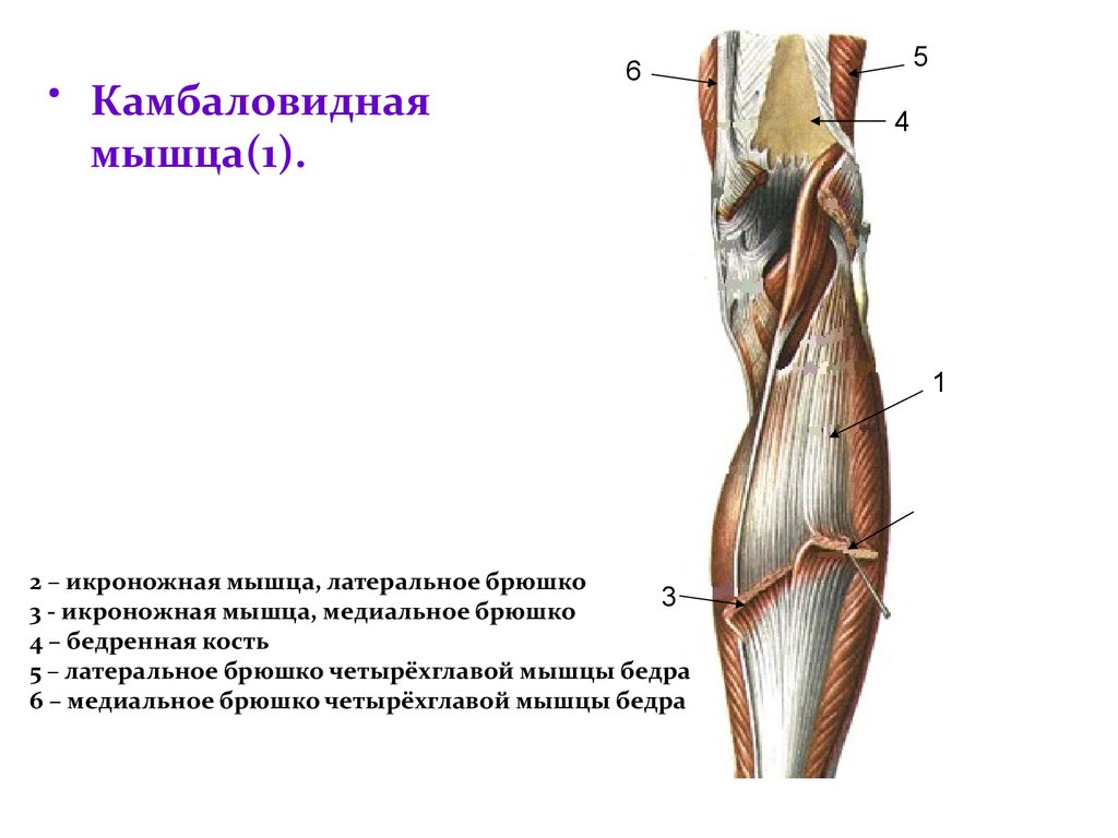 Медиальный и латеральный край