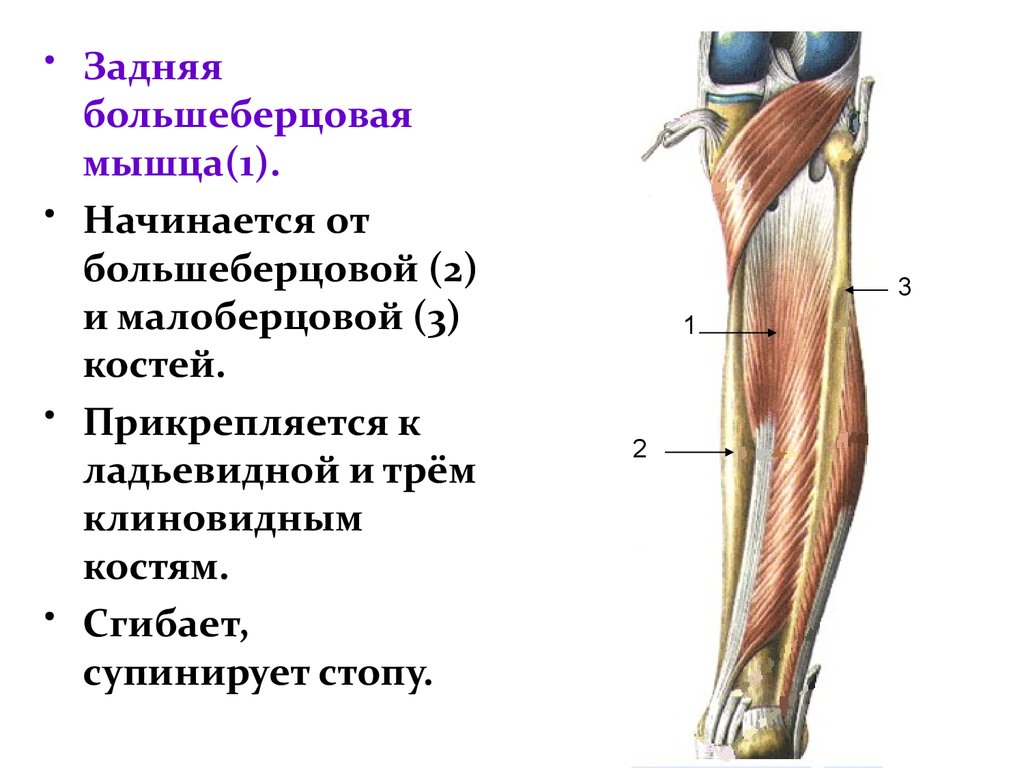 Между бедренной и большеберцовой костями какое. Задняя большеберцовая мышца функции. Задняя большеберцовая мышца голени функции. Мышцы голени анатомия задняя. Место прикрепления большеберцовой мышцы.