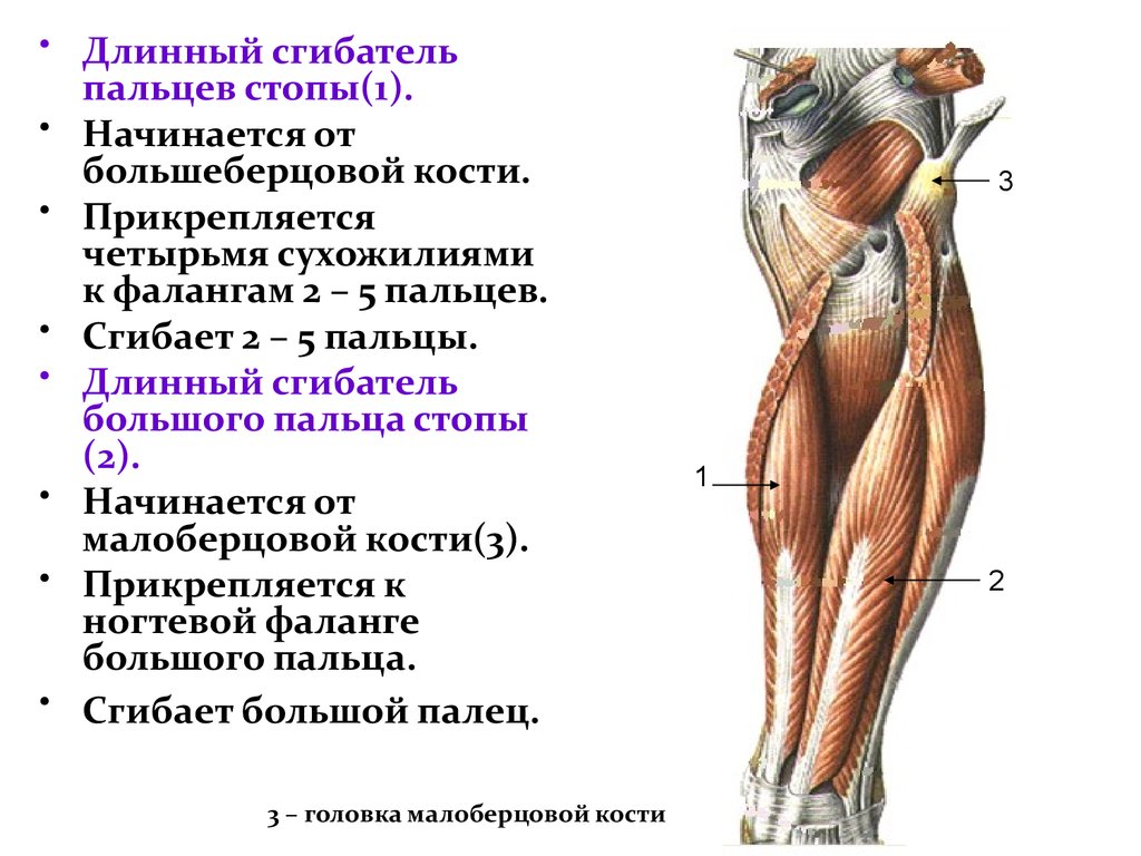 Мышцы сгибания. Длинный сгибатель пальцев стопы анатомия. Длинный сгибатель 1 пальца стопы. Длинный сгибатель пальцев функции. Длинный сгибатель пальцев мышца голени.