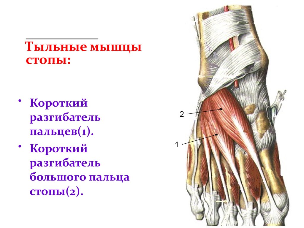 Межпоперечные мышцы спины функции