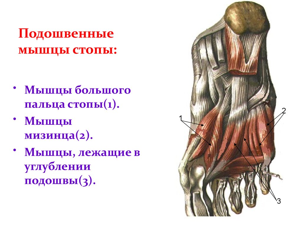 Картинка мышцы стопы