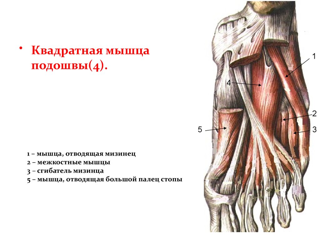 Мышцы стопы. Квадратная мышца подошвы, добавочный сгибатель. Квадратная мышца подошвы m. Quadratus Plantae. Мышца отводящая мизинец иннервация. Подошвенные межкостные мышцы.