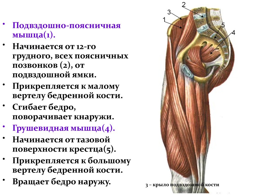 Подвздошная мышца где находится. Прикрепление мышц к бедренной кости. Мышцы нижних конечностей грушевидная. Мышцы поясничная мышца грушевидная. Подвздошно поясничная мышца бедра.