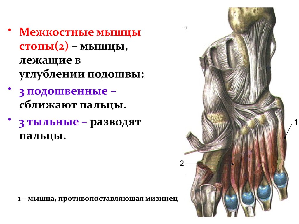 Мышцы стопы. Межкостные подошвенные (3) и тыльные (4) мышцы. Подошвенные межкостные мышцы стопы. Тыльные межкостные мышцы. Межкостные мышцы стопы (тыльные и подошвенные) иннервирует.