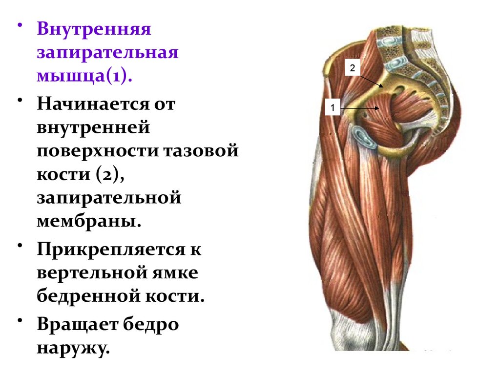 Внутренняя мышца бедра