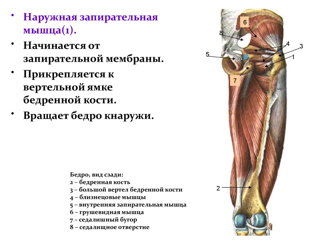 Наружная запирательная мышца бедра