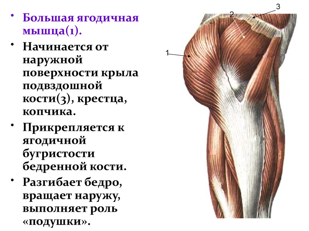 Где находится средняя ягодичная мышца