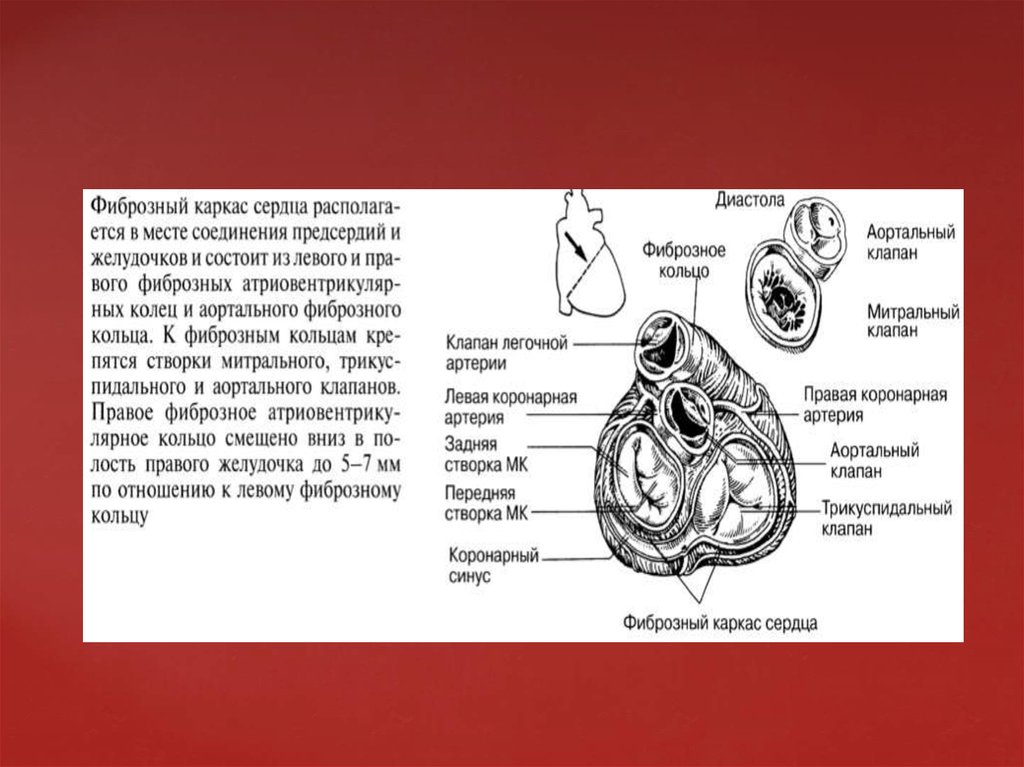 Пластика трикуспидального клапана