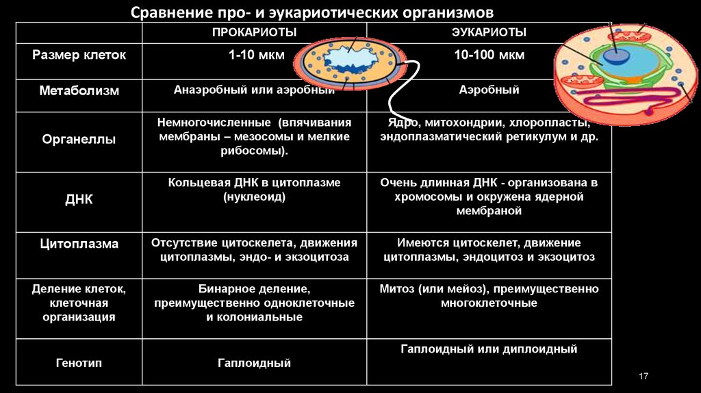 Характеристика вид клеток