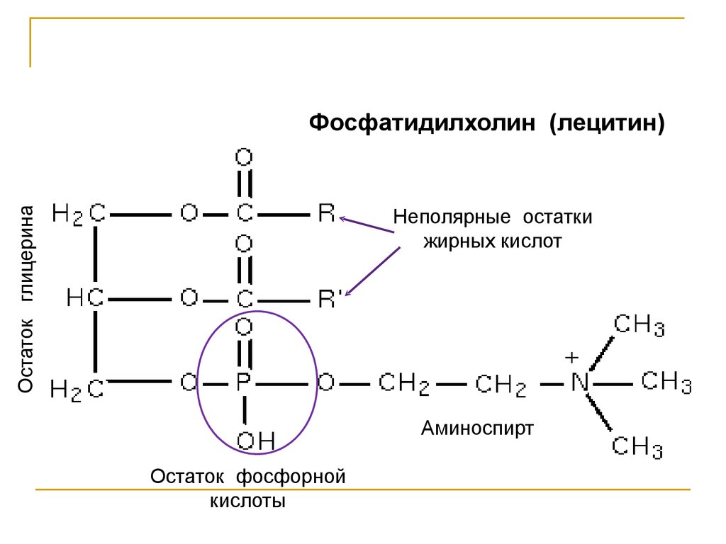 Содержат остатки фосфорной кислоты. Лецитин фосфатидилхолин формула. Структура фосфатидилсерина формула. Лецитин фосфатидилхолин структурная формула. Фосфатидилхолин строение.