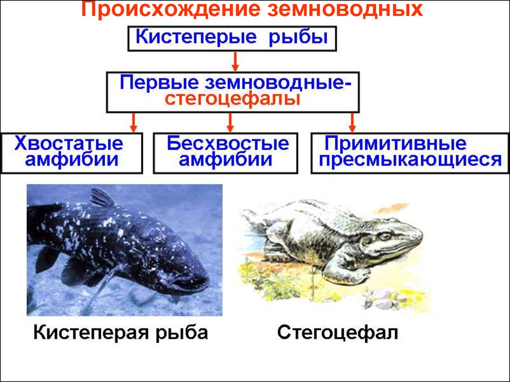 Древние земноводные произошедшие от древних рыб. Происхождение земноводных. Происхождение амфибий.