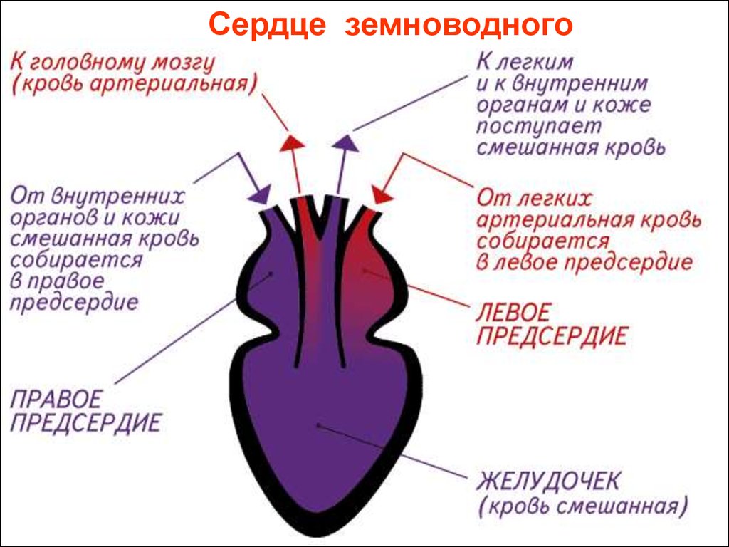 Из желудочков кровь выходит. Сердце земноводных схема. Строение сердца амфибий. Строение сердца земноводных. Строение сердца лягушки.