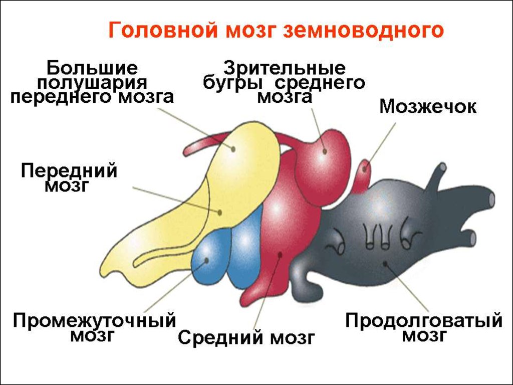 Головной мозг земноводных рисунок