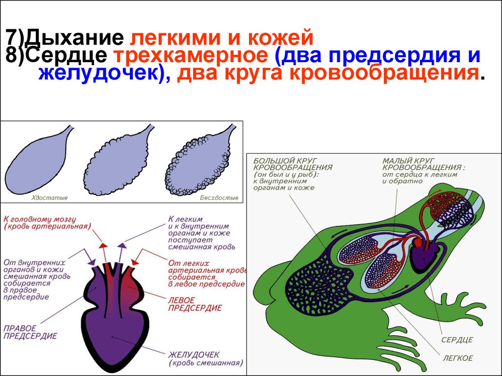 У пресмыкающихся трехкамерное сердце без перегородки. Сердце амфибий трехкамерное. Трёхкамерное сердце и два круга кровообращения имеют. Трехкамерное сердце и 2 круг кровообращения земноводных. Кровеносная система земноводных.
