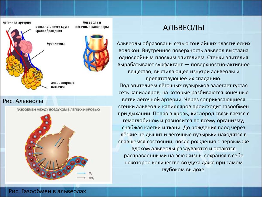 Альвеолярные легкие характерны для. Строение легочной альвеолы. Легочная альвеола строение стенки. Строение альвеолы анатомия. Стенка легочных альвеол образована.