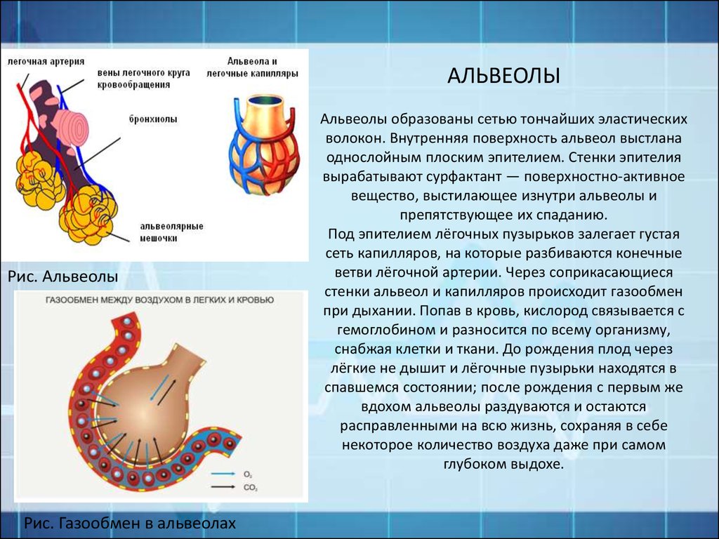 Альвеола ткань. Стенки легочных пузырьков образованы. Строение альвеолы газообмен. Стенки альвеол образованы. Альвеолы легочные капилляры.