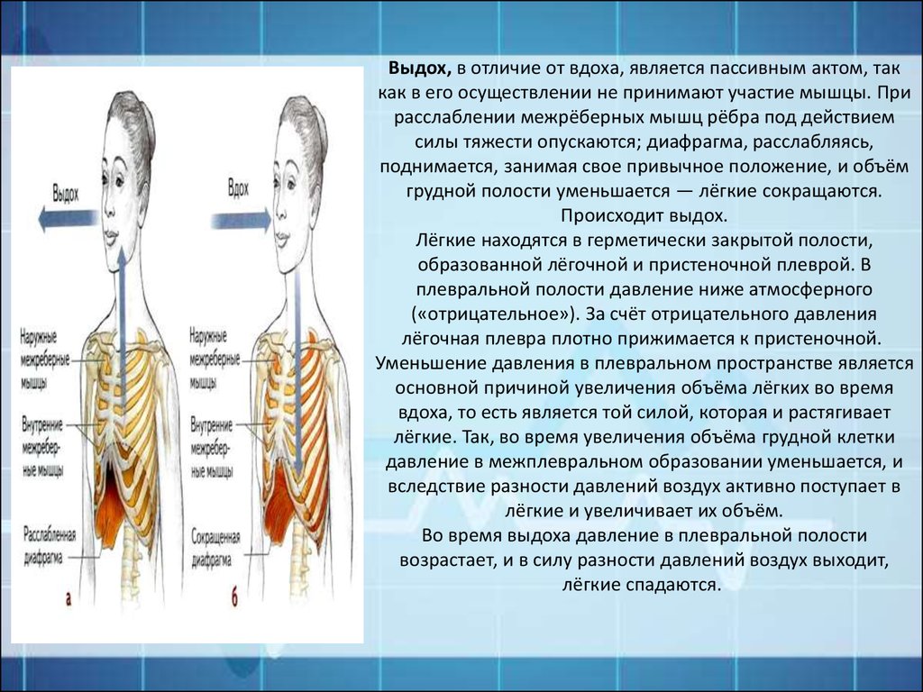 Во время вдоха у человека