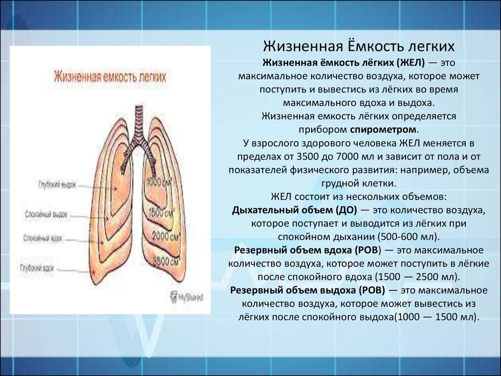 Объем легкого равен. Механизм дыхания. Жизненная ёмкость лёгких.. Объем легких. Объём лёгких человека. Снижение жизненной емкости легких.