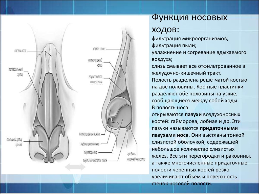 Какая функция носовой полости